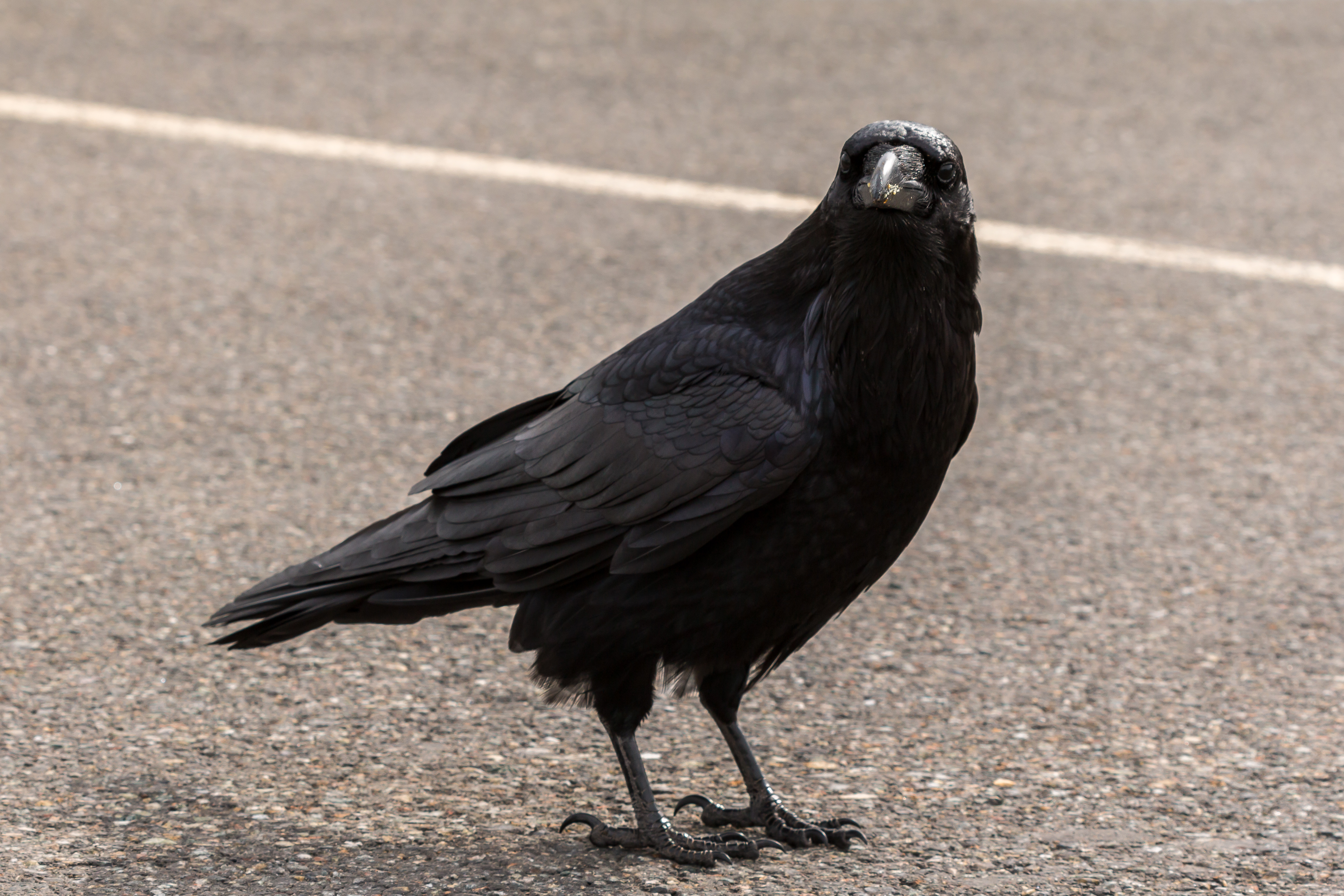 Parking lot supervisor on duty