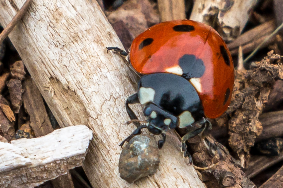 Ms. Ladybug out for a crawl